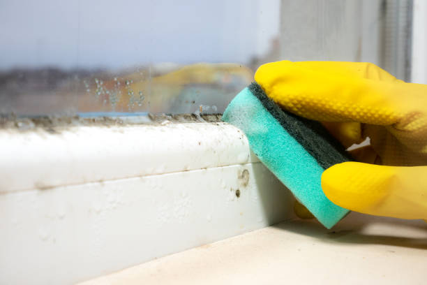 Best Mold Damage Repair  in Honea Path, SC